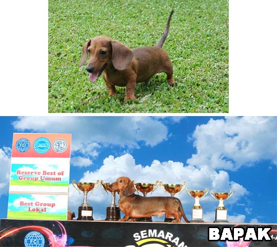 Pejantan M.Dachshund : Dashing Ultimate Fire Von Linnova