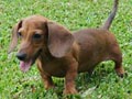 Pejantan M.Dachshund : Dashing Ultimate Fire Von Linnova