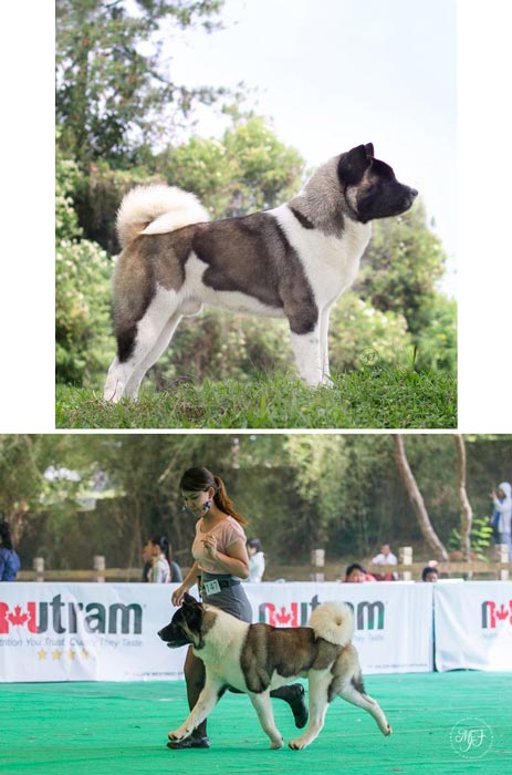 Pejantan American Akita : Figo Indonesia Akita
