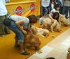 Serunya Acara PEDIGREE� DOG RUN SPECIAL