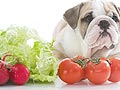 Sayur & Buah Pada Dog Food