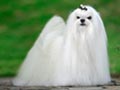 Pejantan Maltese Import Korea