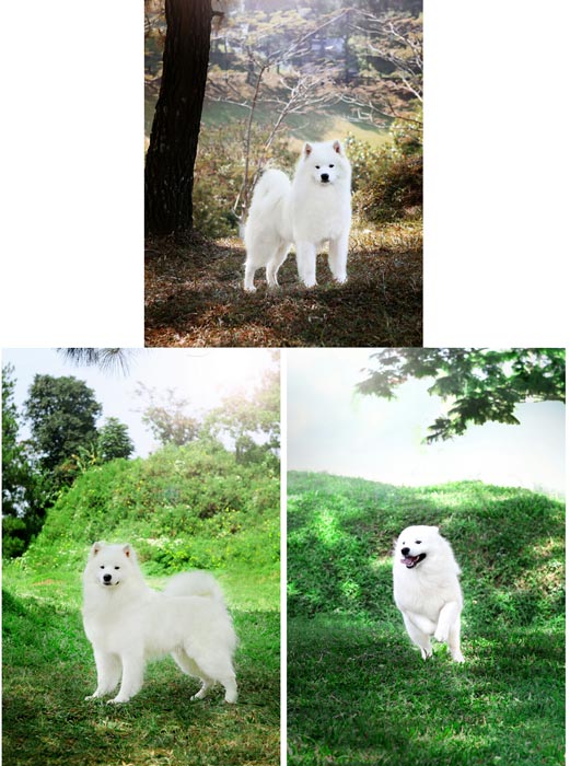 Pejantan Samoyed : Little Polar Pride
