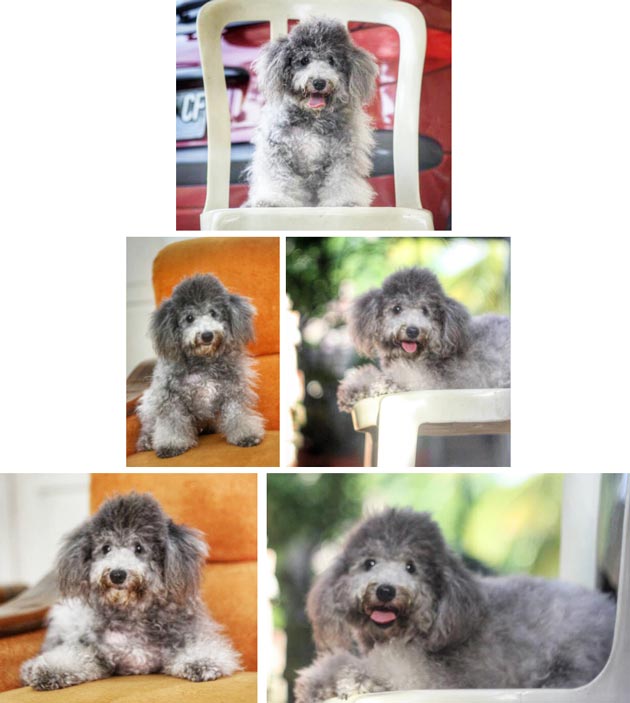 Pejantan Poodle : Kaori - Silver Toy Poodle