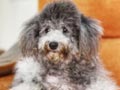Pejantan Poodle : Kaori - Silver Toy Poodle