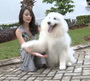 Tips Merawat Anjing Oleh Keith Agustine (Video)