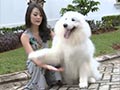 Tips Merawat Anjing Oleh Keith Agustine (Video)