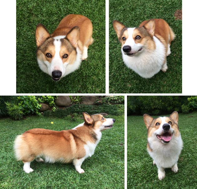 Pejantan Corgi BL Taiwan : Gordon Von Kaca Piring