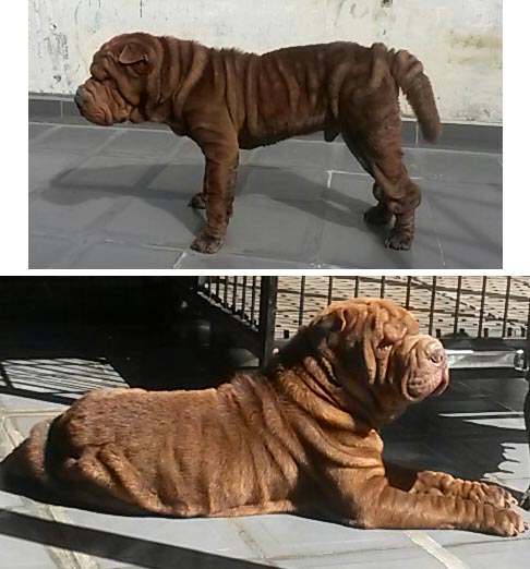 Pejantan Chinese Shar-Pei : Khoi House of Sharpei