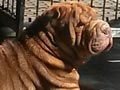 Pejantan Chinese Shar-Pei : Khoi House of Sharpei