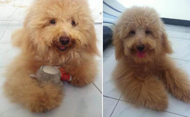 Pejantan Toy Poodle : B.Alleto Blobel Von Gofi