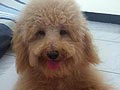Pejantan Toy Poodle : B.Alleto Blobel Von Gofi