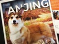 Buku Tentang Anjing 