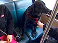 Anjing Ini Naik Bus Sendirian ke Taman Anjing