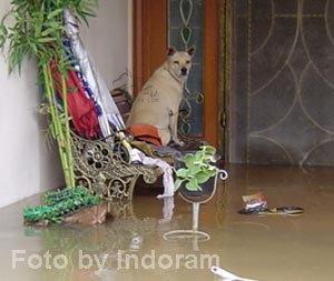 Penyakit Pada Anjing Pasca Banjir