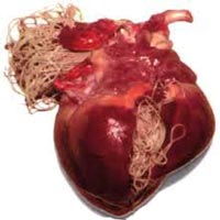 Penyakit Heartworm (Cacing Jantung) Pada Anjing