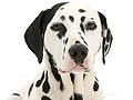 Fakta Tentang Anjing Dalmatian