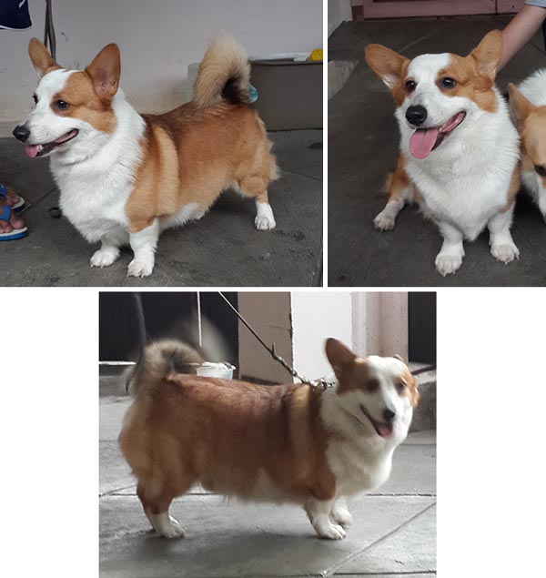 Pejantan Corgi: Austin Von Kent