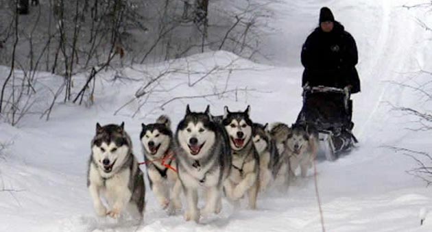 Fakta Tentang Anjing Alaskan Malamute