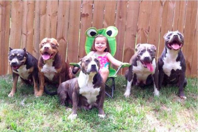 Fakta Tentang Anjing Pit Bull