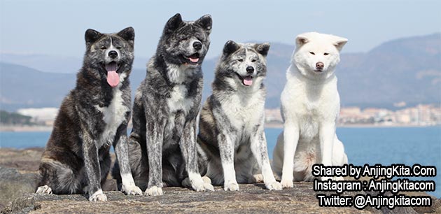 Fakta Tentang Anjing Akita Inu