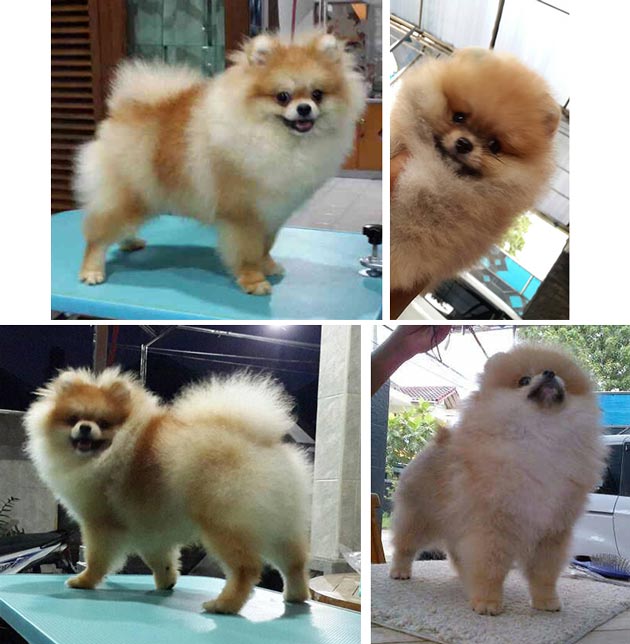 Pejantan Mini Pom: Funky Pom's Gun's & Rose