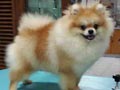 Pejantan Mini Pom: Funky Pom's Gun's & Rose