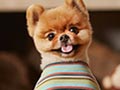Jiff, Si Anjing Tercepat 2 Kaki