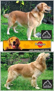 Merapi Golden Retriever Kennel