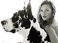 Fakta Tentang Anjing Great Dane