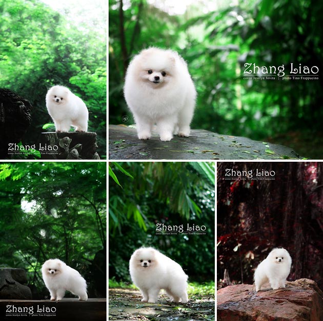 Pejantan White Pomeranian : Zhang Liao 