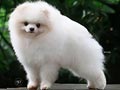 Pejantan White Pomeranian : Zhang Liao 