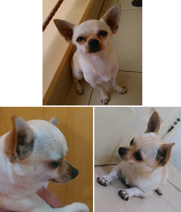 Pejantan Chihuahua: Miracle Loui of Milky Way