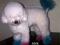 Pejantan Snow White Toy Poodle : T.Dolphin Von Woodland