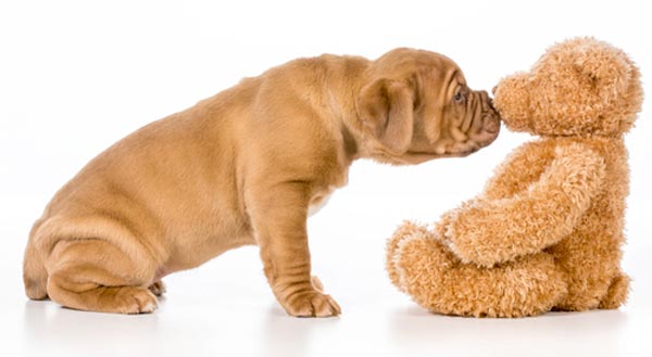 Rasa Cemburu & Mencari Perhatian Pada Anjing