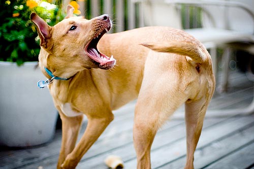 Hal Unik Yang Dilakukan Anjing, Ini Artinya