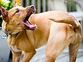 Hal Unik Yang Dilakukan Anjing, Ini Artinya