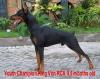 King Von RCA, Dobermann Muda Berprestasi
