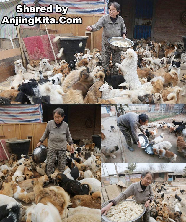 Nenek Tiongkok Ini Hidup Untuk Rawat 1300 Anjing