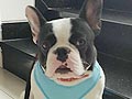 Pejantan French Bulldog : SH bull Hexos 