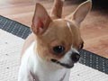 Pejantan Chihuahua : Buck Von Kharisma
