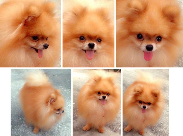 Pejantan Pomeranian : Eagle Von Jack De Lavida