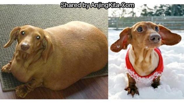 Anjing Ini Berhasil Menurunkan Berat Badan 75%