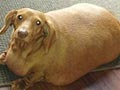 Anjing Ini Berhasil Menurunkan Berat Badan 75%
