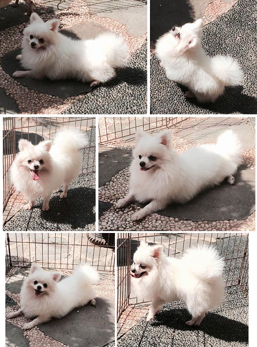Pejantan Pomeranian Putih : Shiro Von Google Five