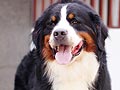 Pejantan Bernese Mountain : CH.Driftless Be Our Guest