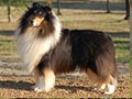 Rough Collie Breed Standard (AKC)