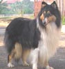 RockStone Collie