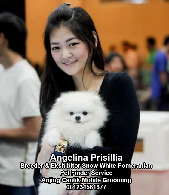 Angelina Prisillia - Morrigan Kennel