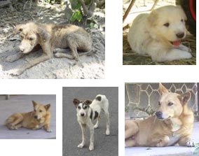 Anjing Penjaga Rumah di Lereng Merapi